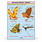 Analogous Organs